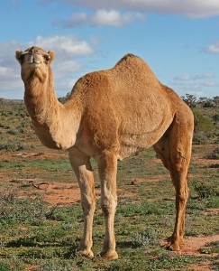 Στο Ντουμπάι οι πρώτες κλωνοποιημένες καμήλες