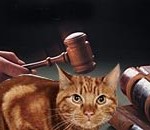 Γάτα καλείται να εκτελέσει χρέη ενόρκου σε δίκη!