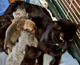 Γάτα γέννησε «γατόσκυλο»!