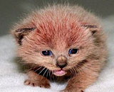 Γατάκια χρώματος...ροζ!