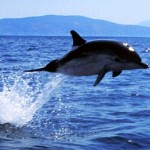 Πεθαίνουν τα δελφίνια του Κορινθιακού