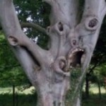 Δέντρο που κάνει ... γκριμάτσες!