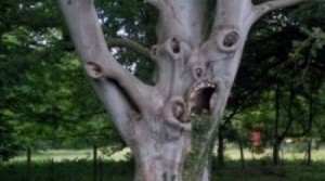 Δέντρο που κάνει ... γκριμάτσες!