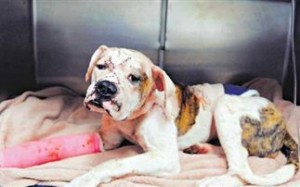 Πενταπλή μαχαιριά γιατί τον δάγκωσε!