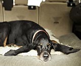 Ο Χάρμπορ είναι κι επισήμως o σκύλος με τα μεγαλύτερα αυτιά στον κόσμο!