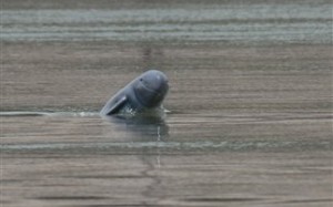 Στο χείλος της εξαφάνισης τα δελφίνια Irrawaddy