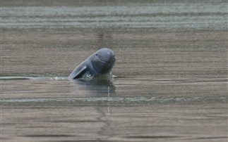 Στο χείλος της εξαφάνισης τα δελφίνια Irrawaddy