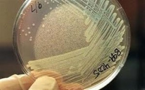 Το Κάιρο αρνείται ότι ευθύνονται οι σπόροι του για το Ε.coli