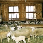 Έβαλε κάμερα στο μαντρί!