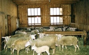 Έβαλε κάμερα στο μαντρί!