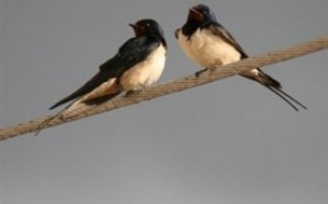 Είδος προς εξαφάνιση χελιδόνια, καρακάξες και σγαρτίλια