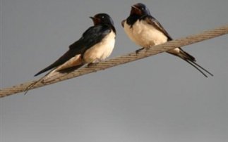 Είδος προς εξαφάνιση χελιδόνια, καρακάξες και σγαρτίλια