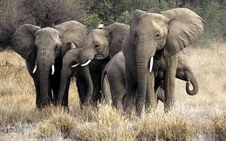 Το «μνήμη ελέφαντα» τελικά φαίνεται πως ισχύει