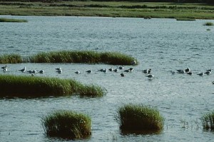 Οι ελληνικοί υγρότοποι δε θα ζήσουν για πολύ ακόμη