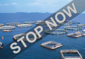 Αντιδράσεις στην Επίδαυρο για τα ιχθυοτροφεία