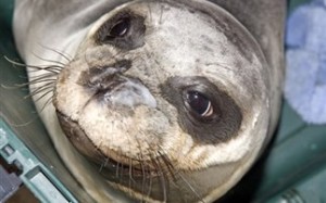 Έσωσαν μικρή φώκια στο παρά πέντε