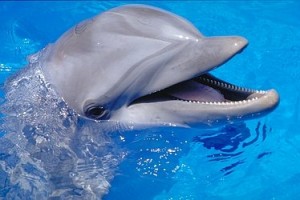 Εντυπωσιακή η ευφυΐα των δελφινιών