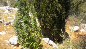 Εντοπίστηκε χασισοφυτεία στο Άλσος Φιλοθέης