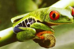 8,7 εκατομμύρια είδη κατοικούν τον πλανήτη Γη