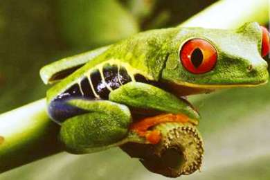 8,7 εκατομμύρια είδη κατοικούν τον πλανήτη Γη