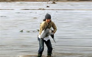 Φώκια βρέθηκε ύστερα από το τσουνάμι.