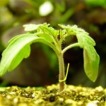 Κλωνοποιημένα φυτά