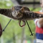 Έκανε τη νεκρή του γάτα ... ελικόπτερο!