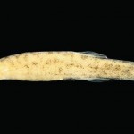 Γατόψαρο ιαγουάρος… μίνι