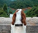 «Γέφυρα Αυτοκτονίας Σκύλων»