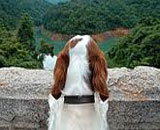 «Γέφυρα Αυτοκτονίας Σκύλων»