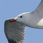 Απειλείται με εξαφάνιση το σύμβολο του Αιγαίου