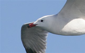 Απειλείται με εξαφάνιση το σύμβολο του Αιγαίου