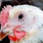 ΟΗΕ: Προειδοποιεί για επανεμφάνιση της γρίπης των πτηνών