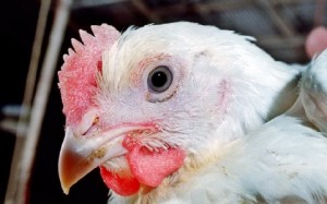 ΟΗΕ: Προειδοποιεί για επανεμφάνιση της γρίπης των πτηνών