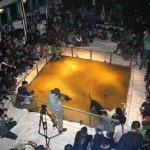 Καταδικάζει τις κυνομαχίες η Heineken -Από τη Μογκολία η φωτογραφία-διασυρμός της