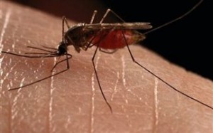 Προληπτικά μέτρα για τον ιό του Δυτικού Νείλου