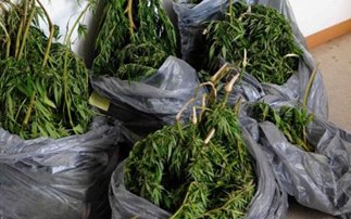 Τους «τσάκωσαν» με 17 κιλά κάνναβης