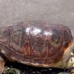 20 νεκρές χελώνες Καρέτα-Καρέτα στον Αμβρακικό Κόλπο