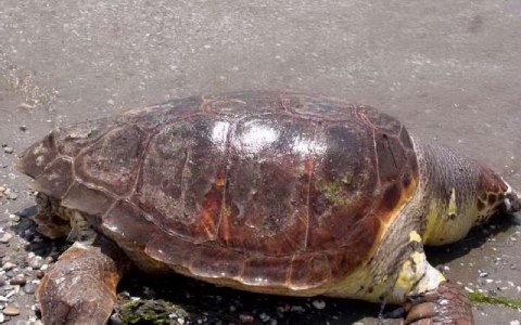 20 νεκρές χελώνες Καρέτα-Καρέτα στον Αμβρακικό Κόλπο