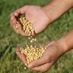 Σόγια και καρκίνος του μαστού