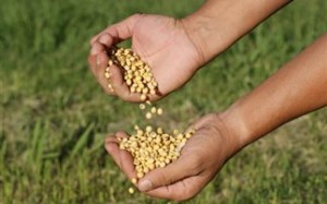 Σόγια και καρκίνος του μαστού