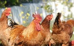 Πλαστικά από... πούπουλα κοτόπουλου!