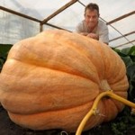 Κολοκύθα ζυγίζει 453 κιλά!