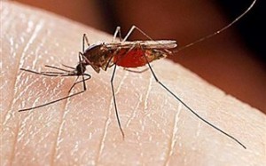 «Αναποτελεσματικό το πρόγραμμα καταπολέμησης των κουνουπιών»