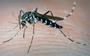 Μεταλλαγμένα κουνούπια «χτυπούν» την ελονοσία