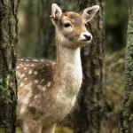 Νομοσχέδιο για το κυνήγι