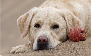 Πυροβόλησε το Λαμπραντόρ με καραμπίνα