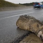 Σκοτώνονται άγρια ζώα, κινδυνεύουν οι οδηγοί