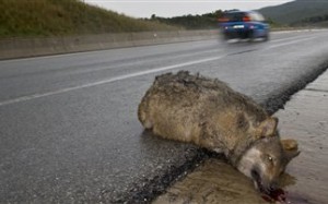 Σκοτώνονται άγρια ζώα, κινδυνεύουν οι οδηγοί