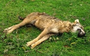 Σκότωσαν λύκαινα με σφαίρα στην Κοζάνη